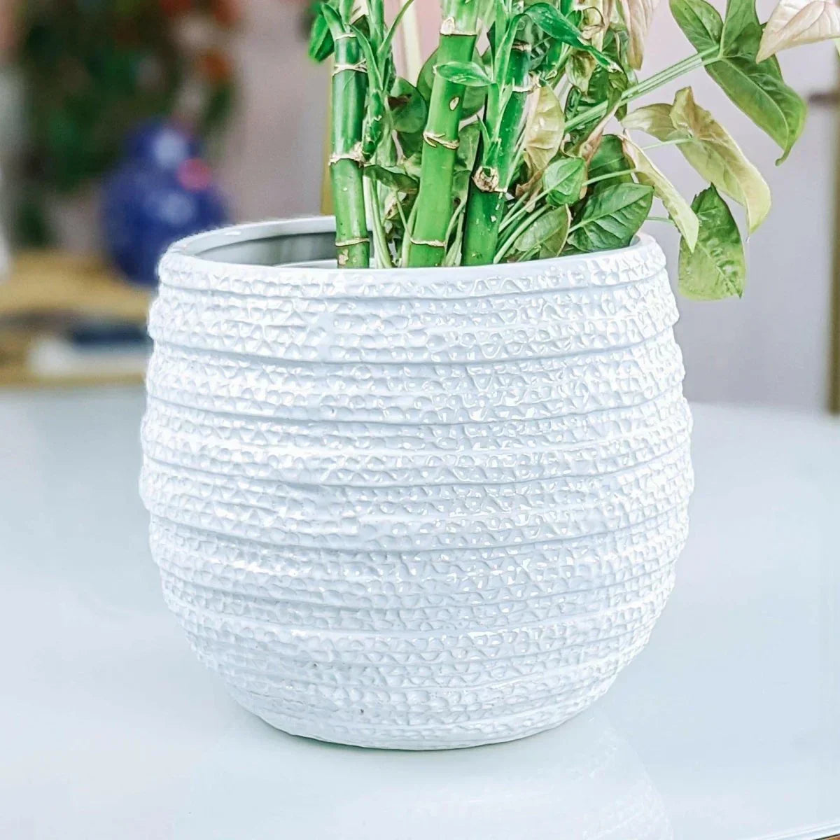 Barnacle Planter - Exquisite Homewares