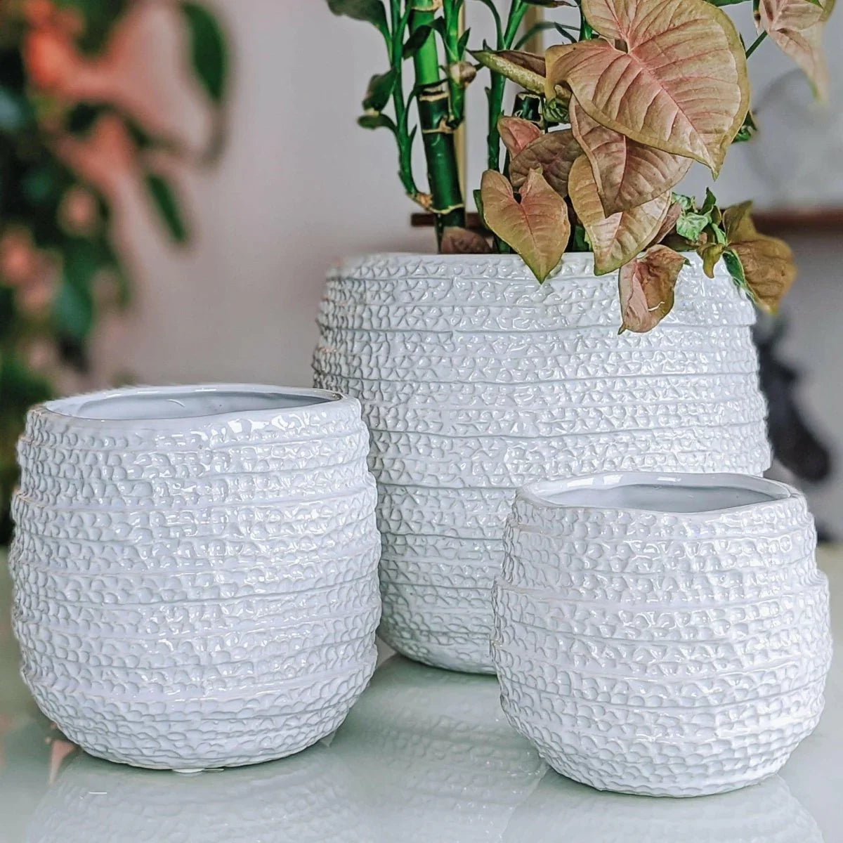 Barnacle Planter - Exquisite Homewares 