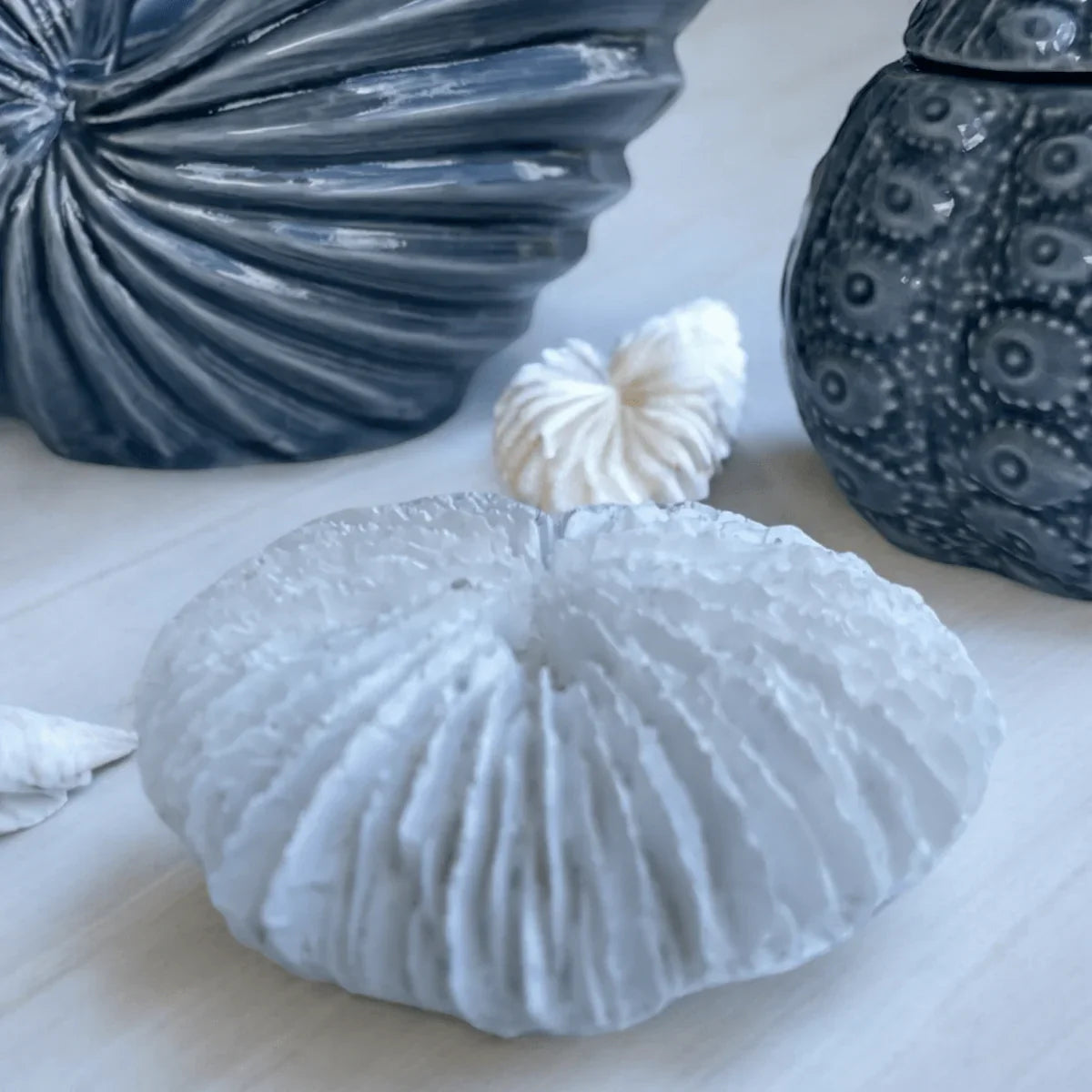 Fungia Coral Sculpture - Exquisite Homewares 