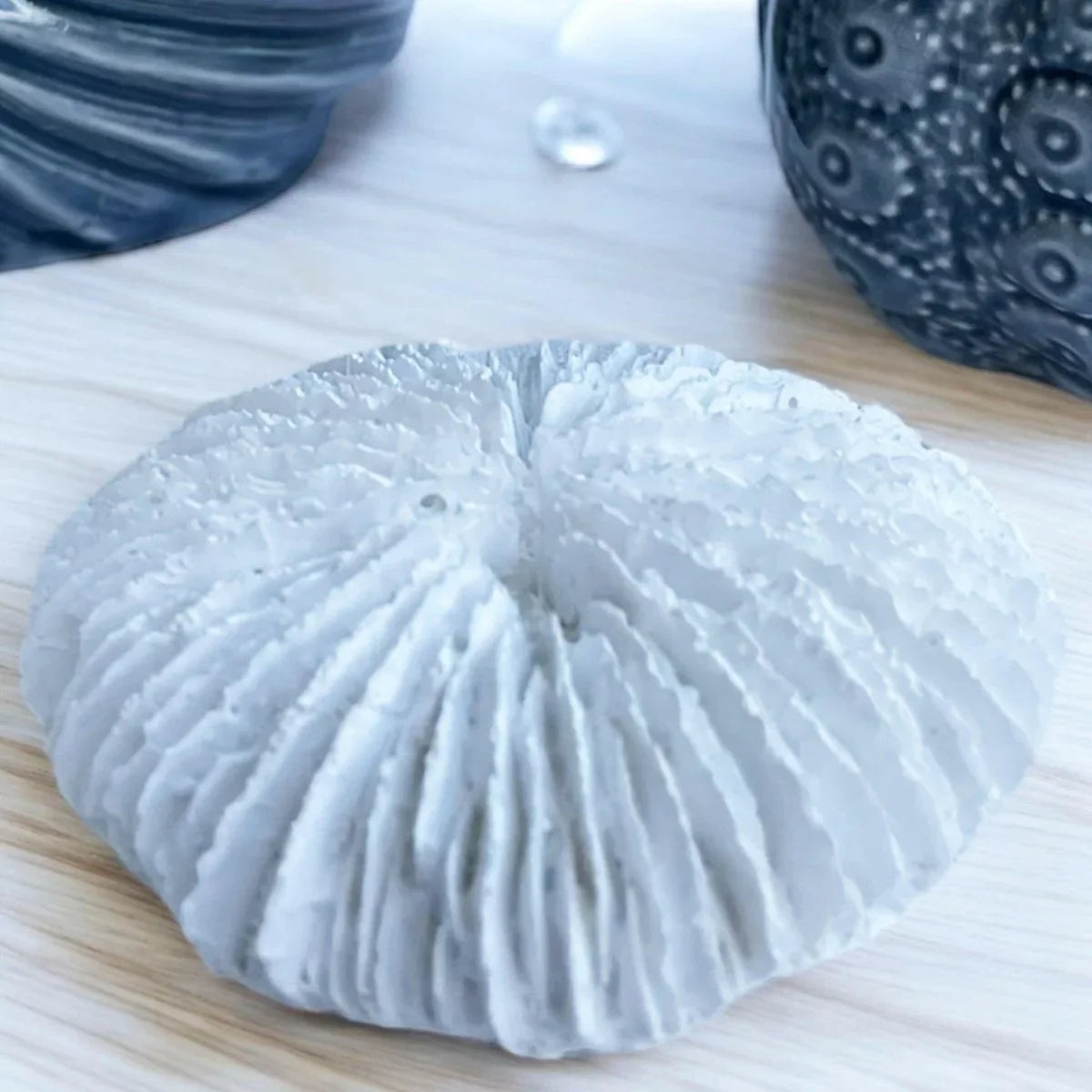 Fungia Coral Sculpture - Exquisite Homewares 