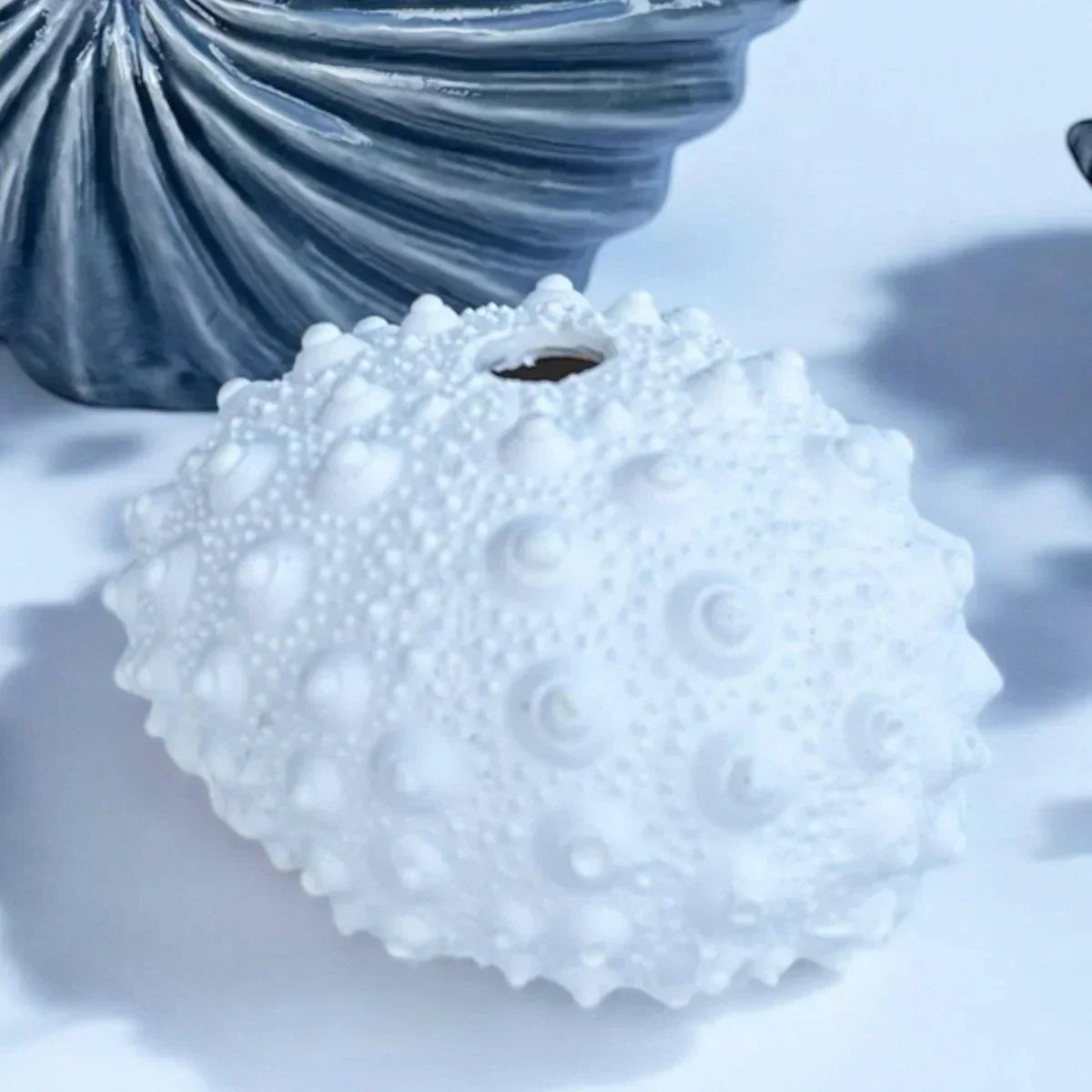 Spiky Urchin Coral - Exquisite Homewares 