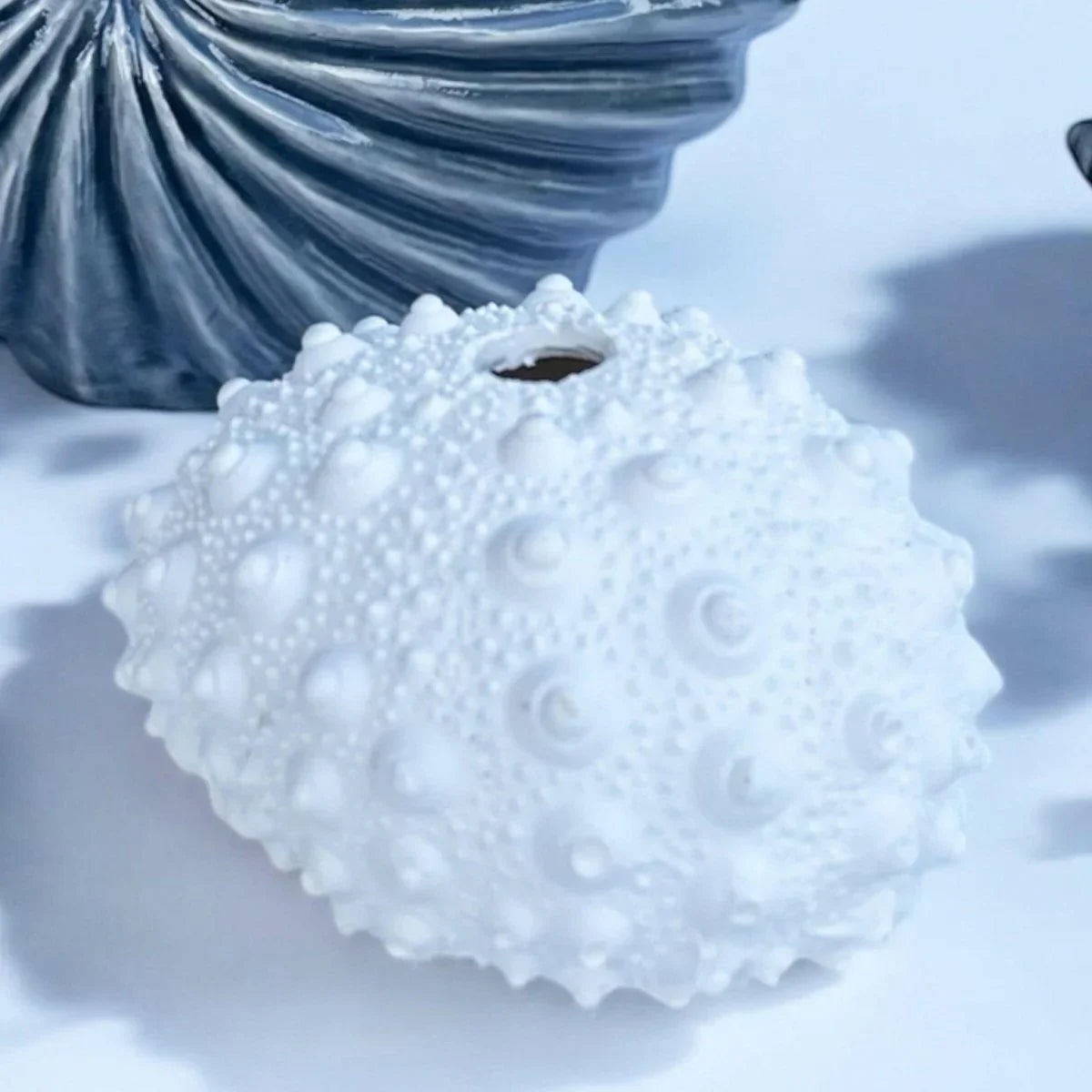 Spiky Urchin Coral - Exquisite Homewares 